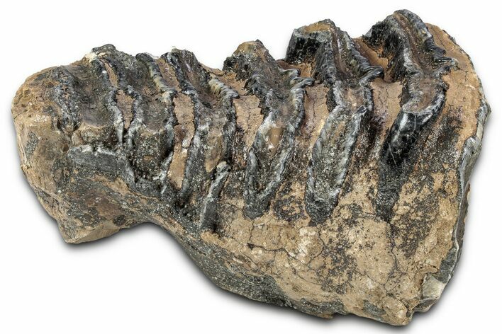Partial Southern Mammoth Molar - Hungary #357024